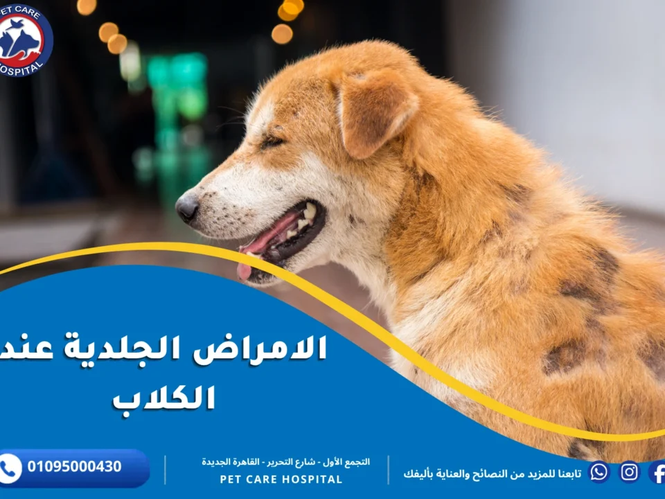 الامراض الجلدية عند الكلاب