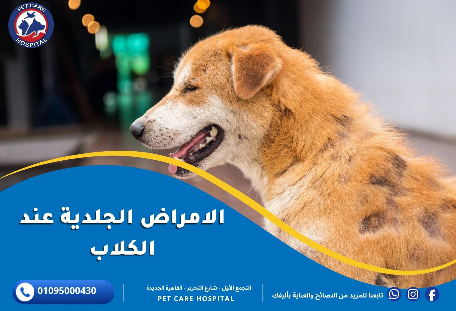 الامراض الجلدية عند الكلاب