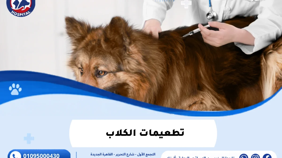 تطعيمات الكلاب