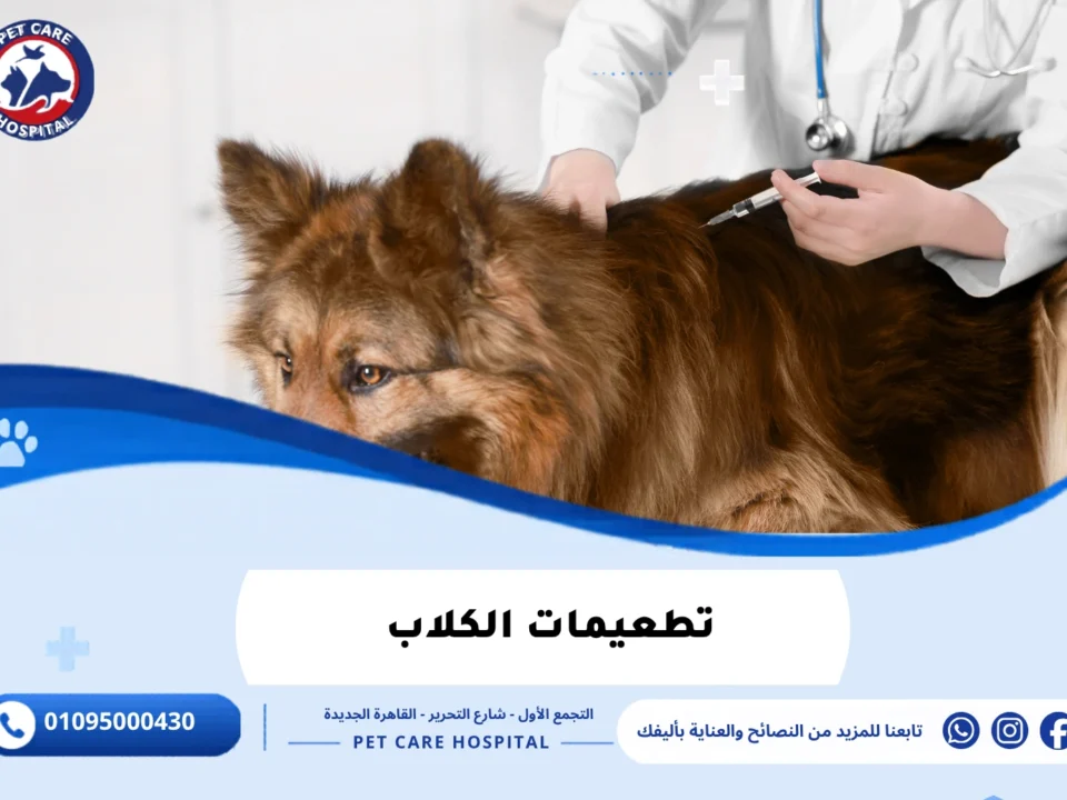 تطعيمات الكلاب