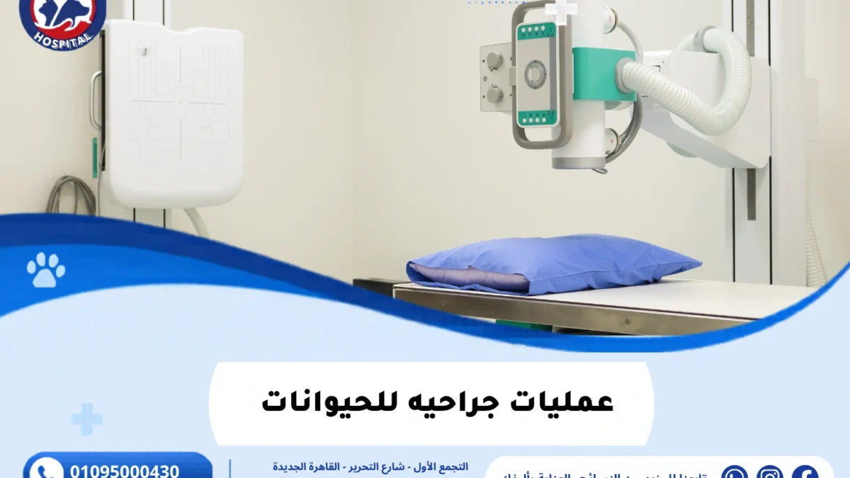 عمليات جراحيه للحيوانات