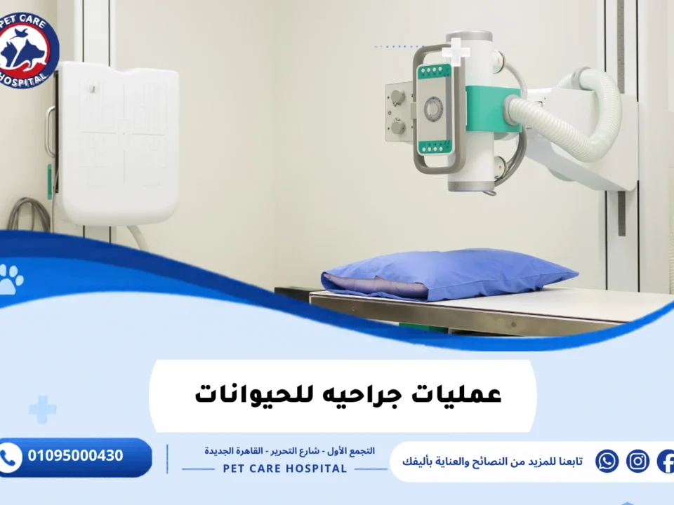 عمليات جراحيه للحيوانات