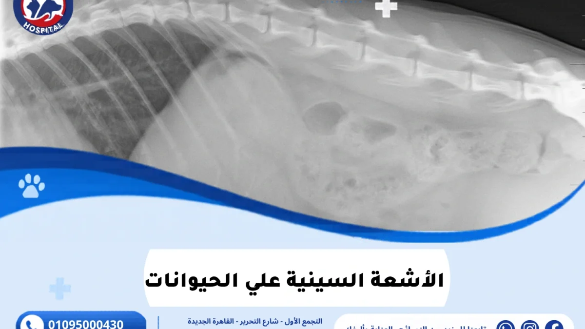 الأشعة السينية علي الحيوانات