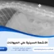 الأشعة السينية علي الحيوانات
