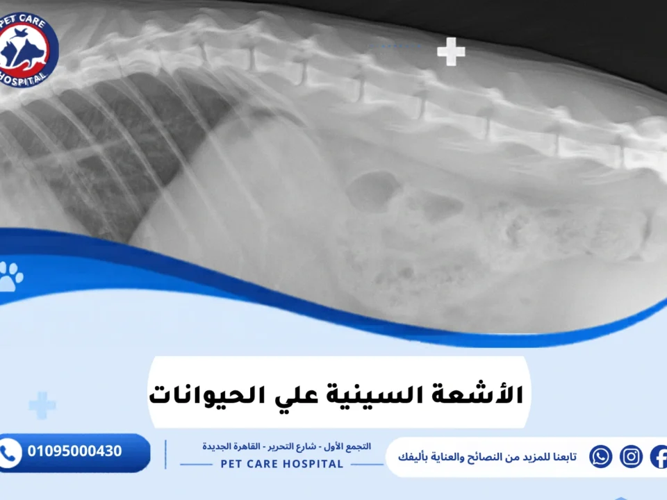 الأشعة السينية علي الحيوانات
