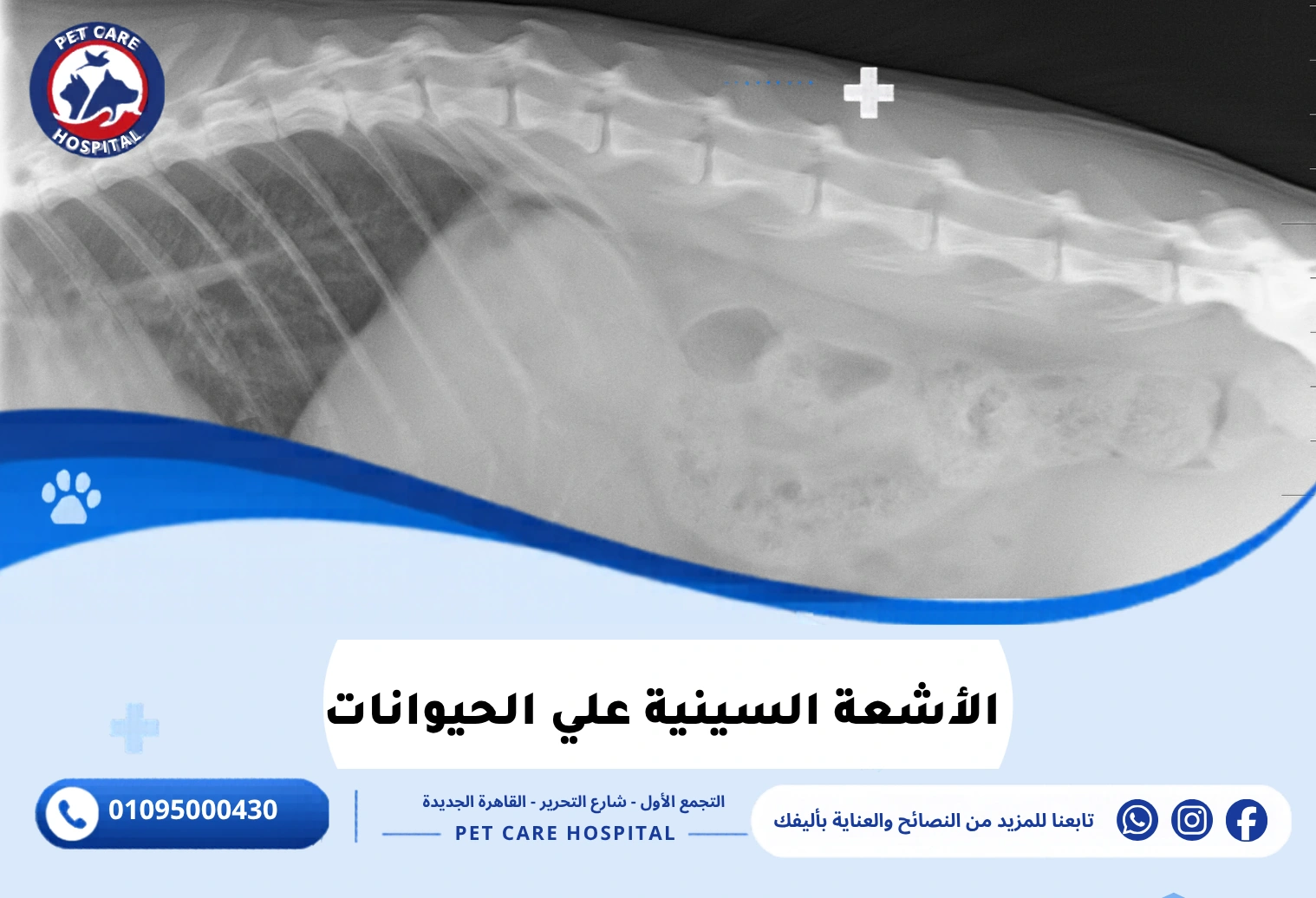 الأشعة السينية علي الحيوانات