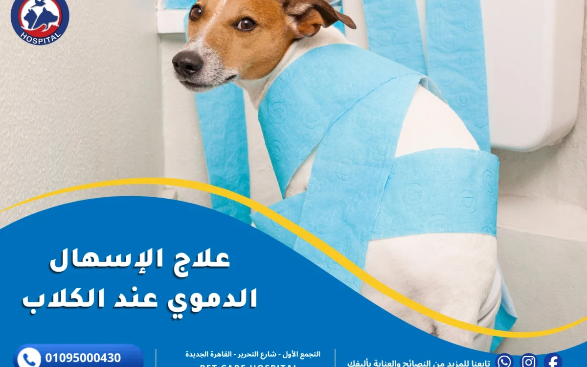 علاج الإسهال الدموي عند الكلاب