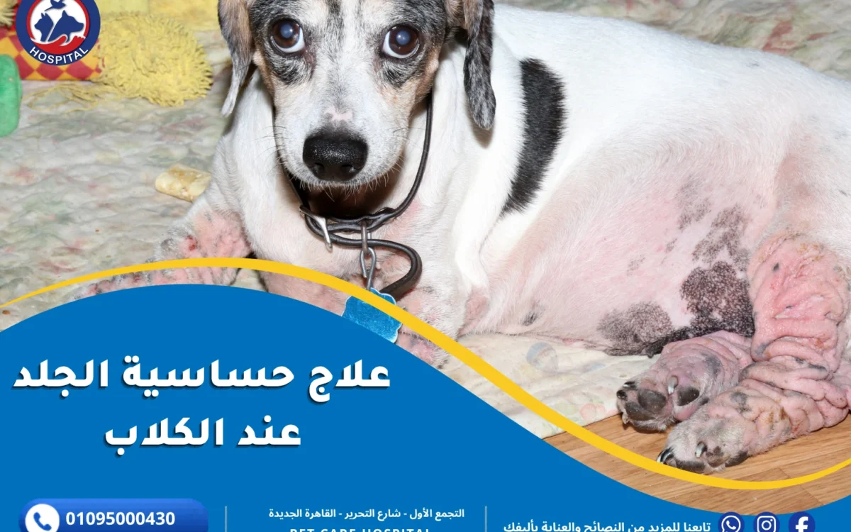علاج حساسية الجلد عند الكلاب