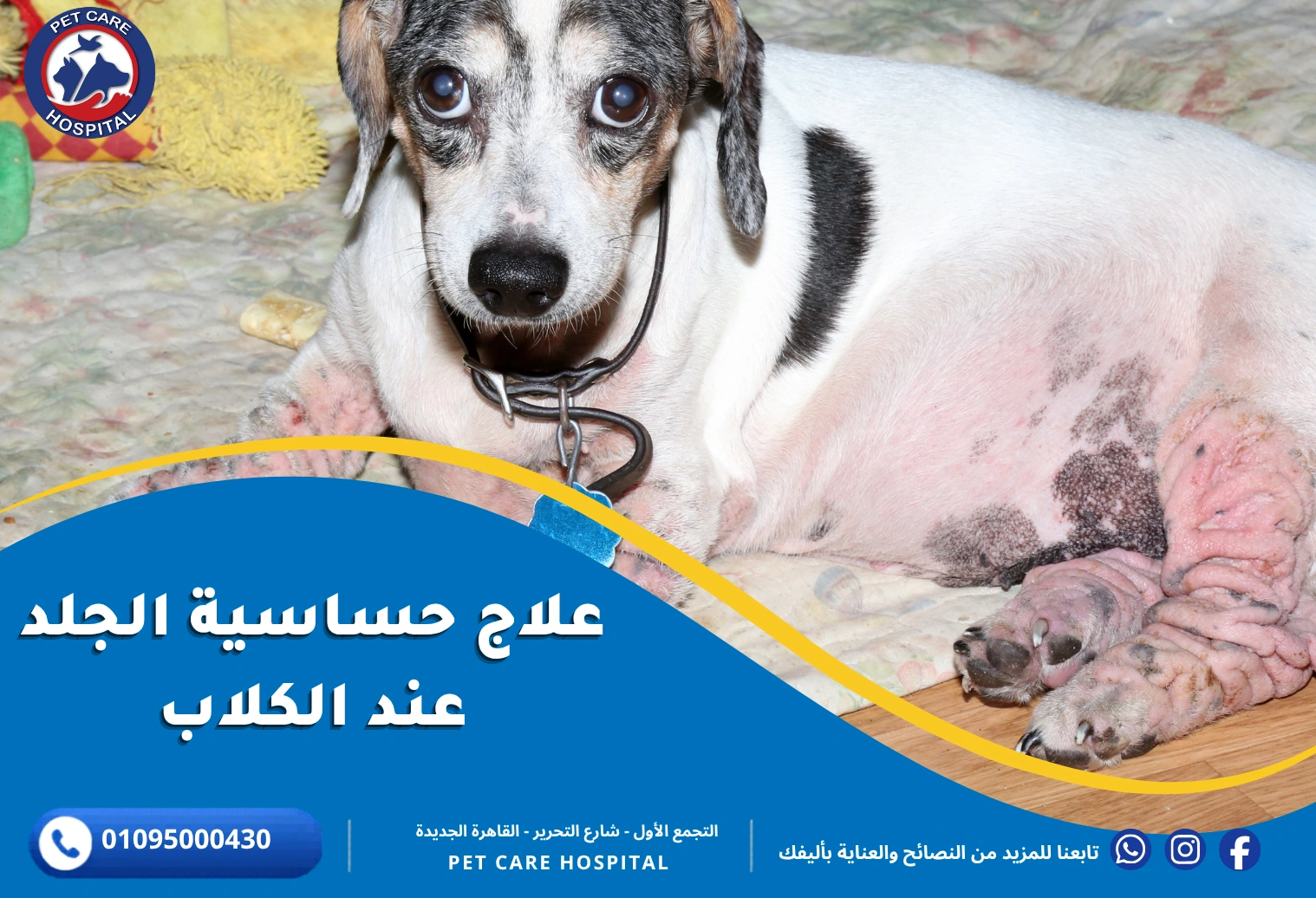 علاج حساسية الجلد عند الكلاب