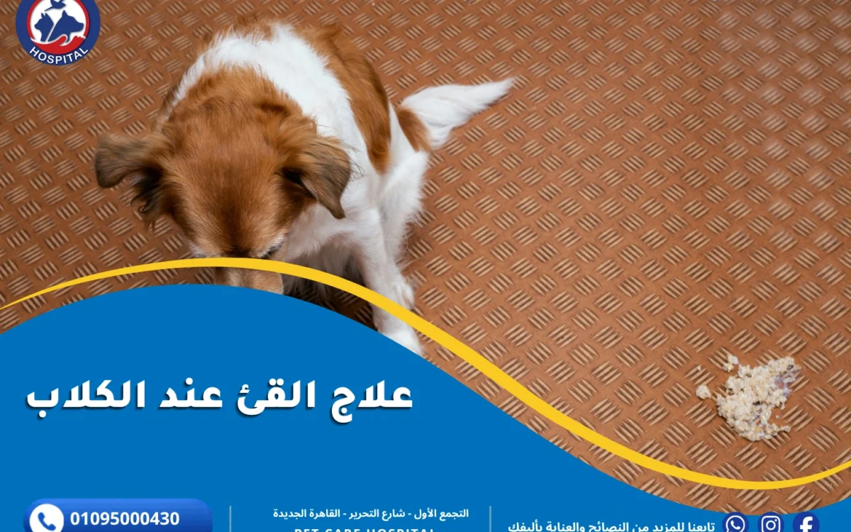 علاج القيء عند الكلاب