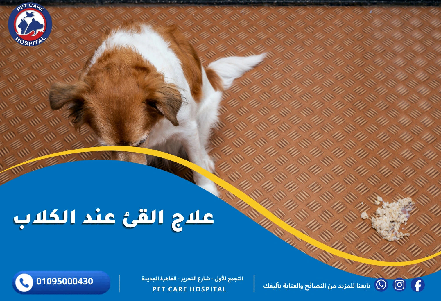 علاج القيء عند الكلاب