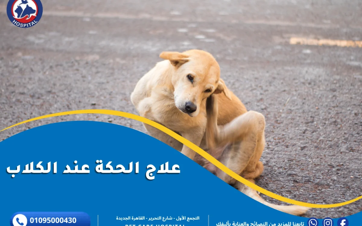 علاج الحكة عند الكلاب