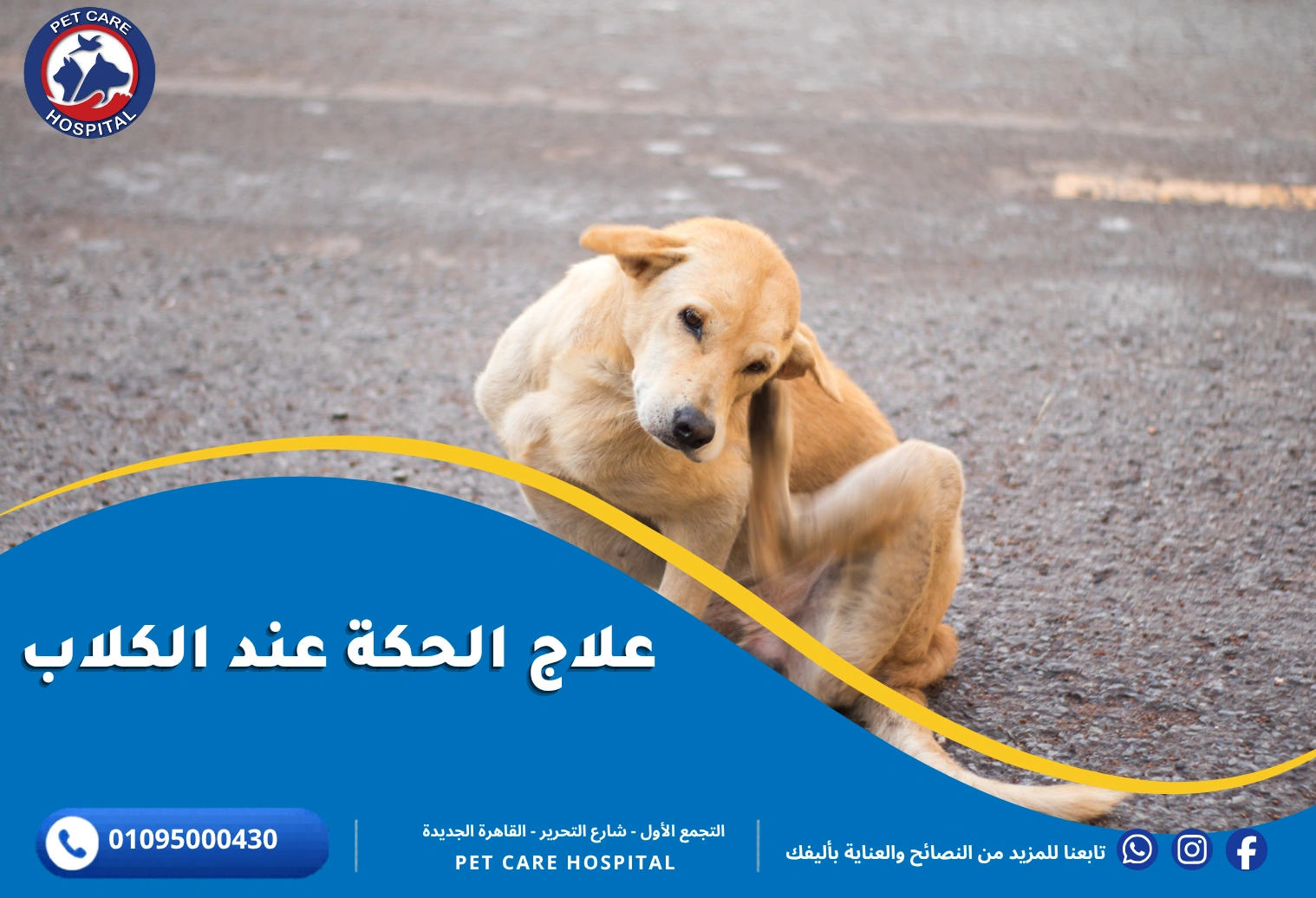 علاج الحكة عند الكلاب