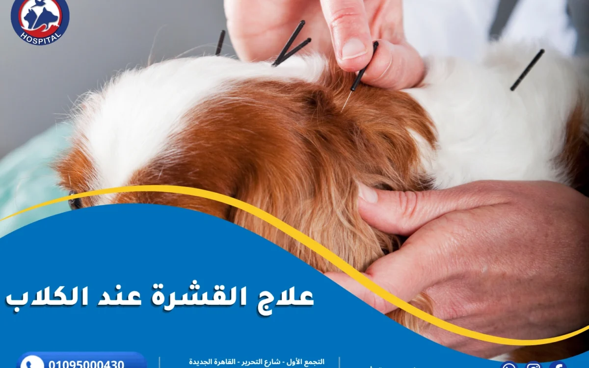 علاج القشرة عند الكلاب