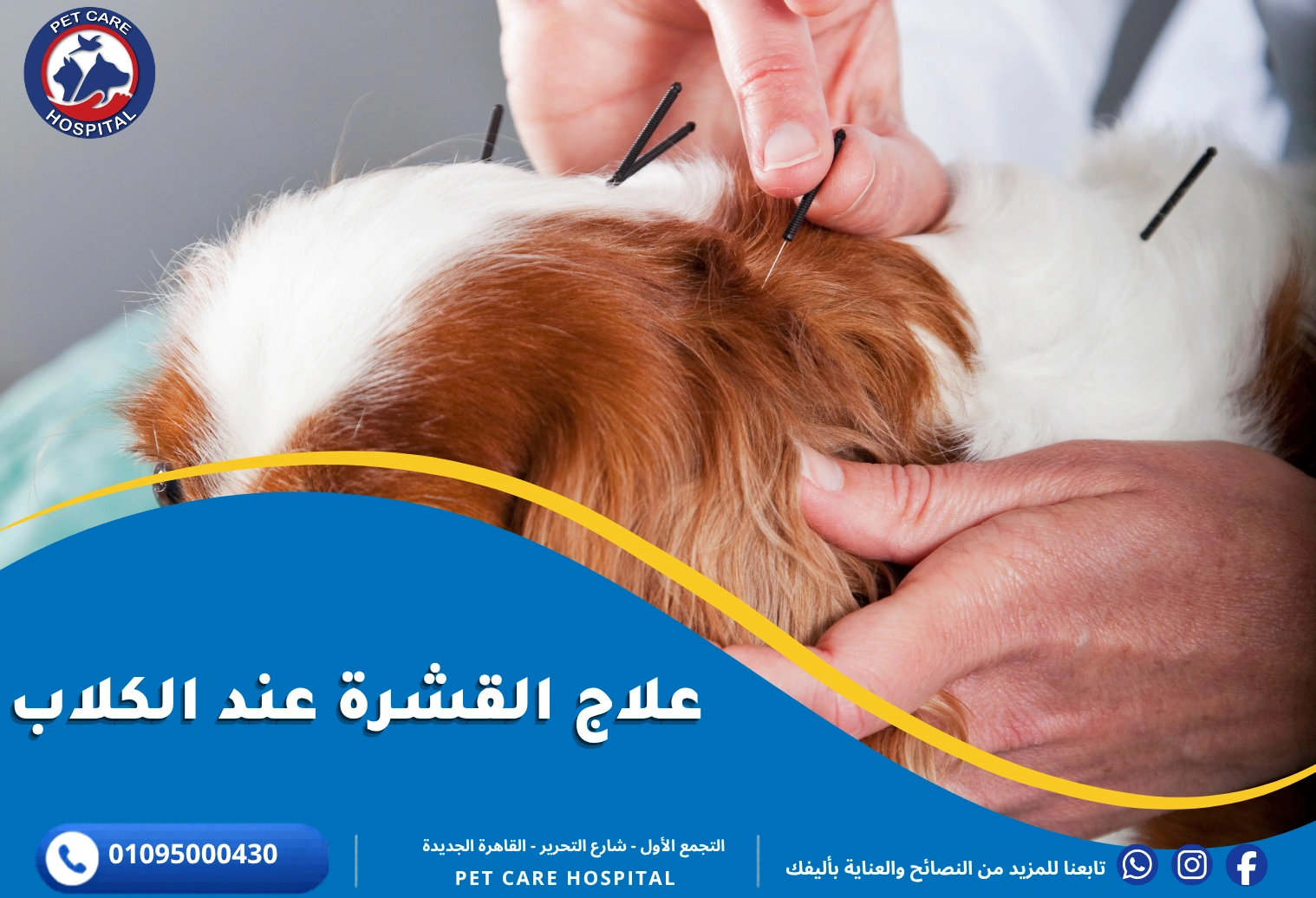 علاج القشرة عند الكلاب