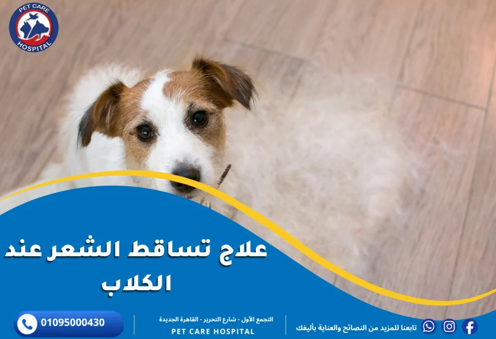 علاج تساقط الشعر عند الكلاب