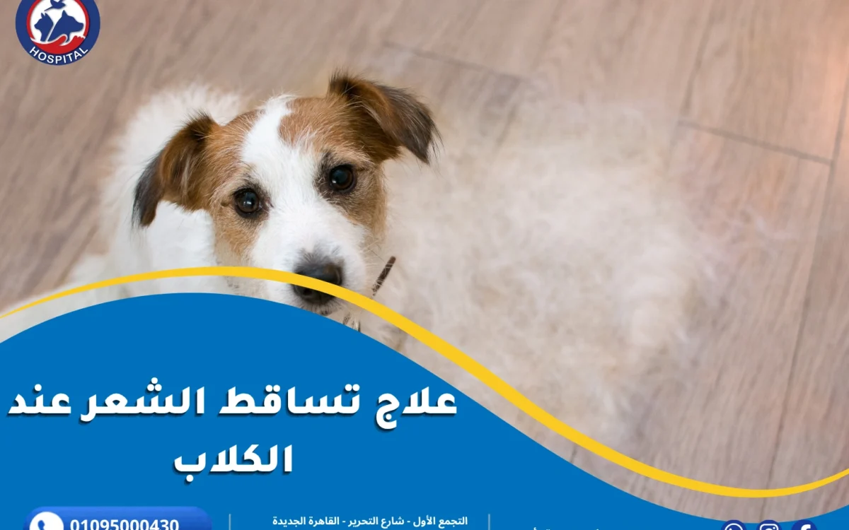 علاج تساقط الشعر عند الكلاب