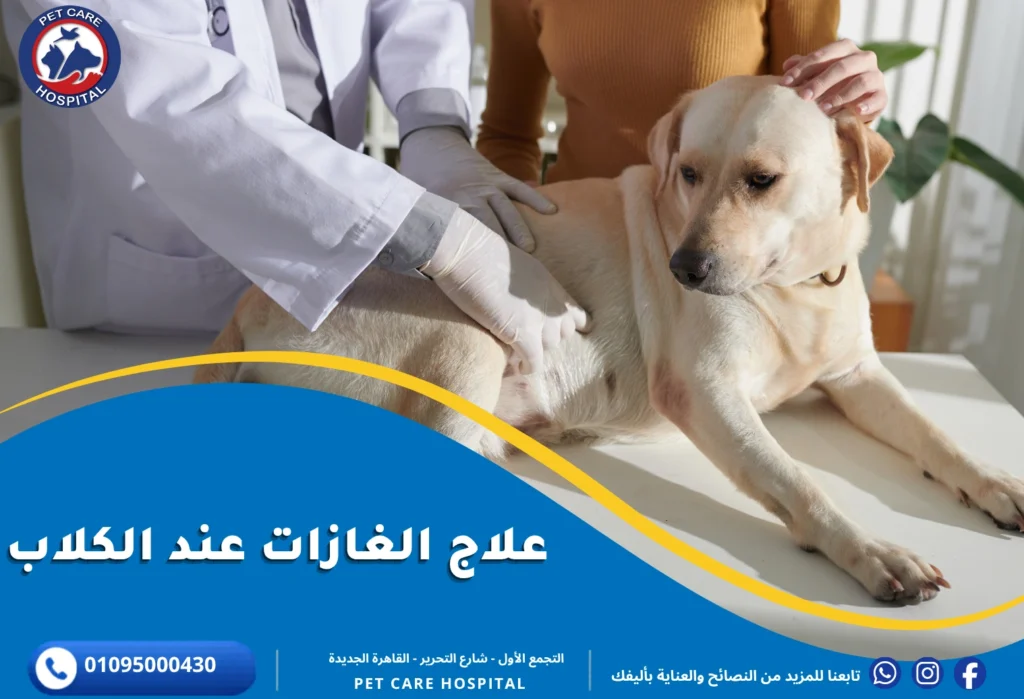 علاج الغازات عند الكلاب