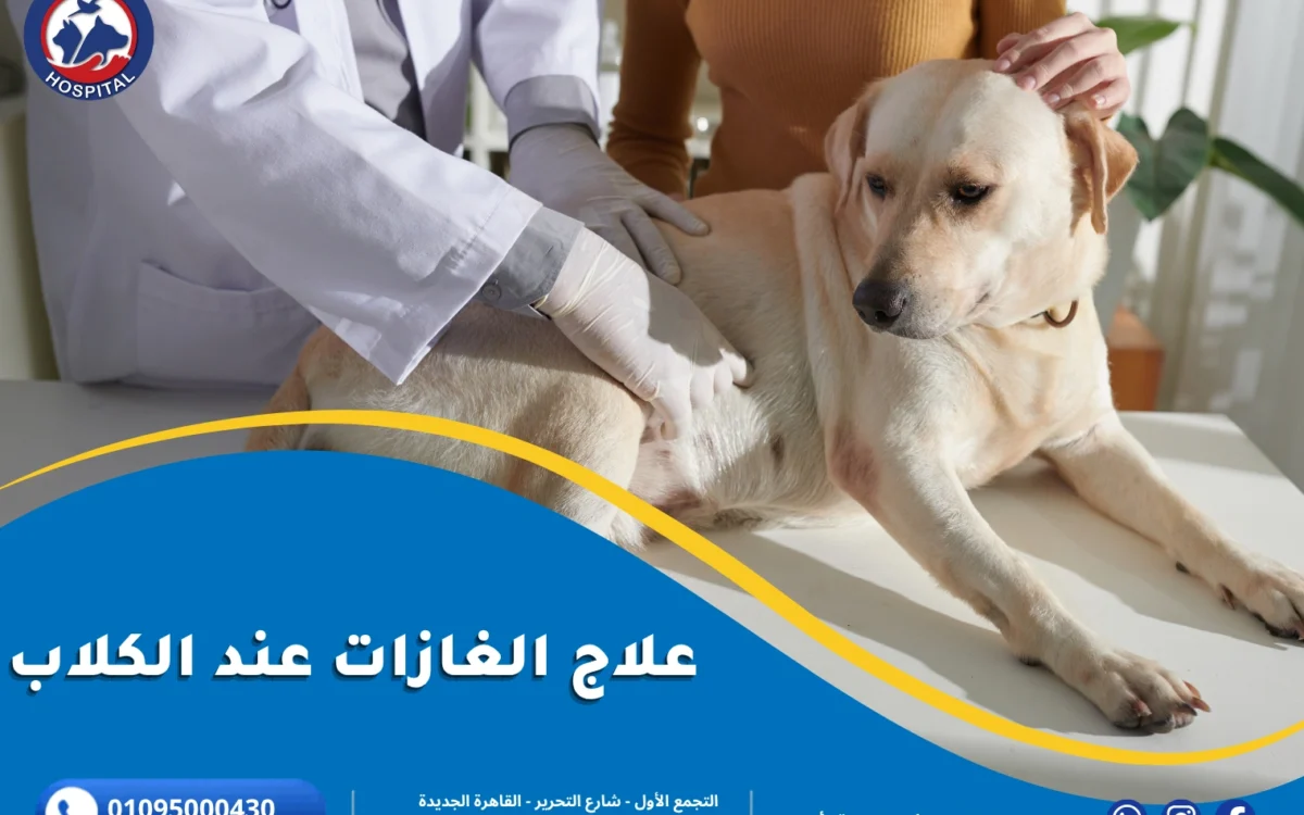 علاج الغازات عند الكلاب