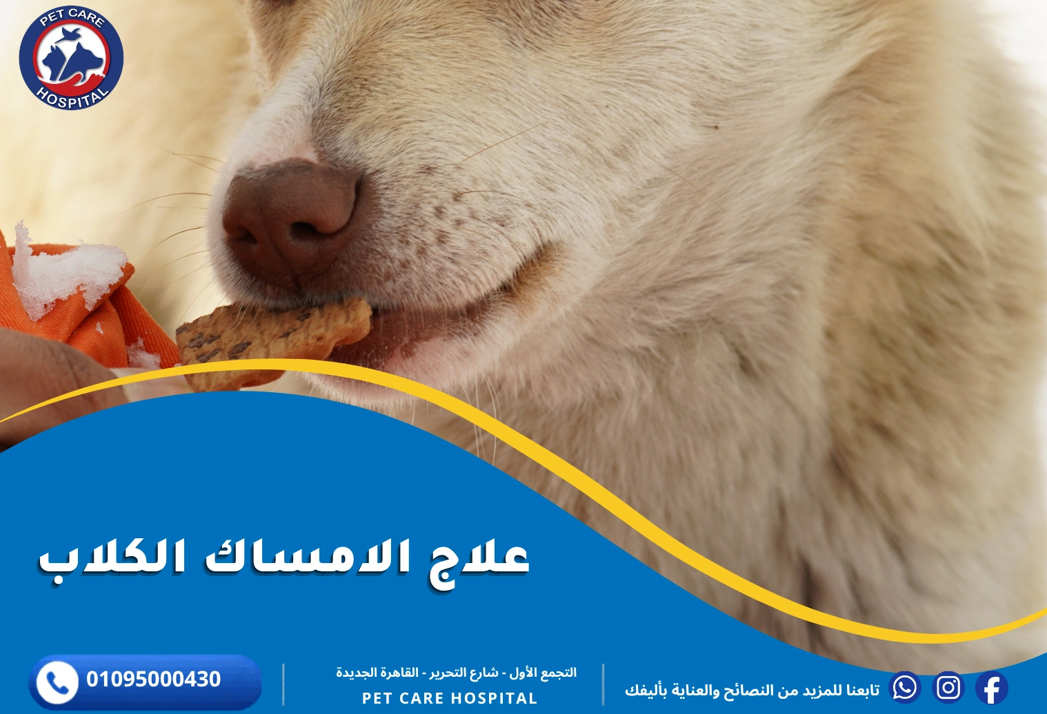 علاج الامساك عند الكلاب