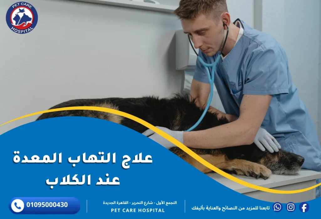 علاج التهاب المعدة عند الكلاب