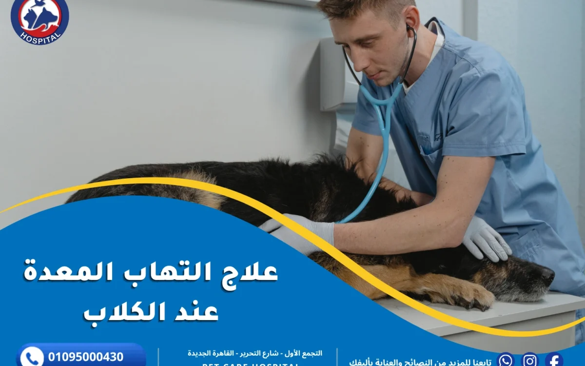 علاج التهاب المعدة عند الكلاب