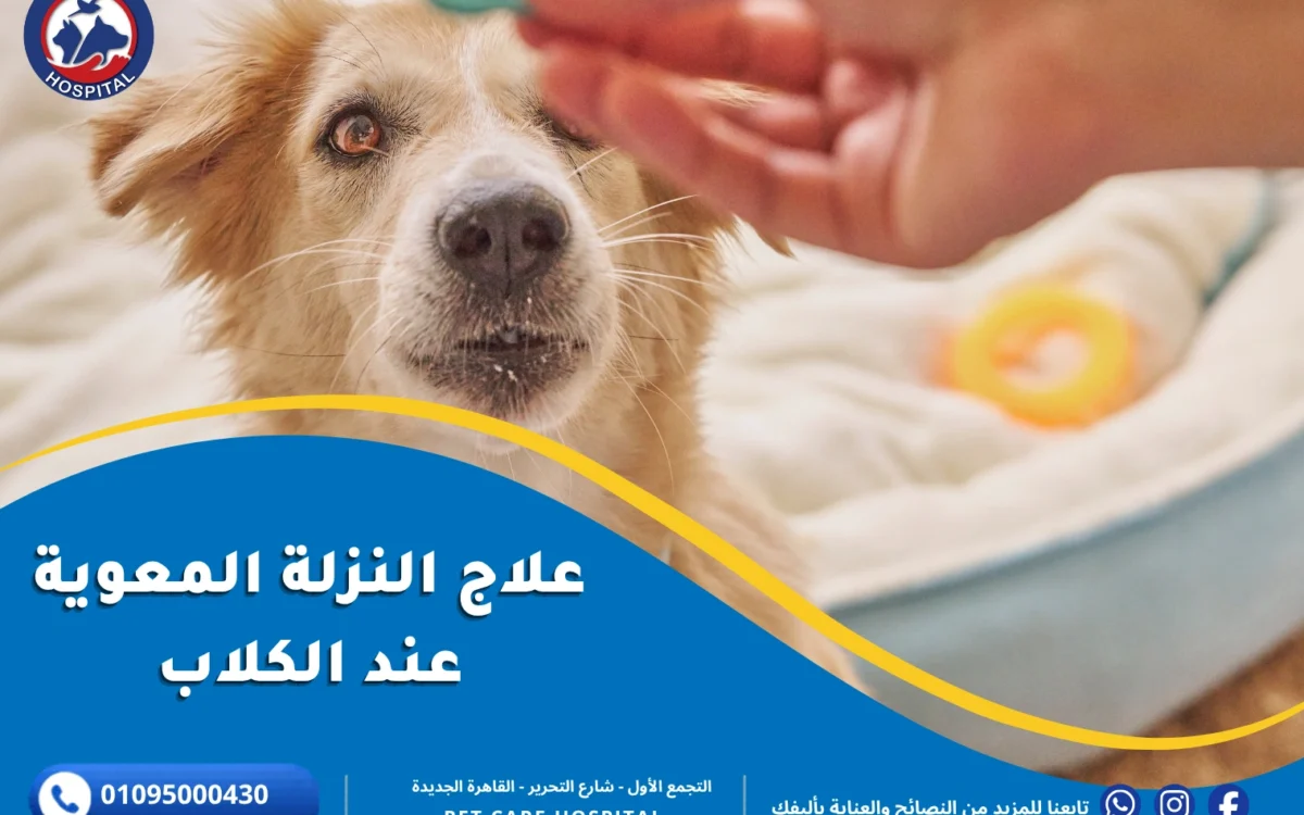 علاج النزلة المعوية عند الكلاب