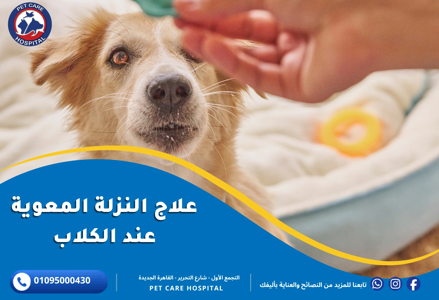 علاج النزلة المعوية عند الكلاب