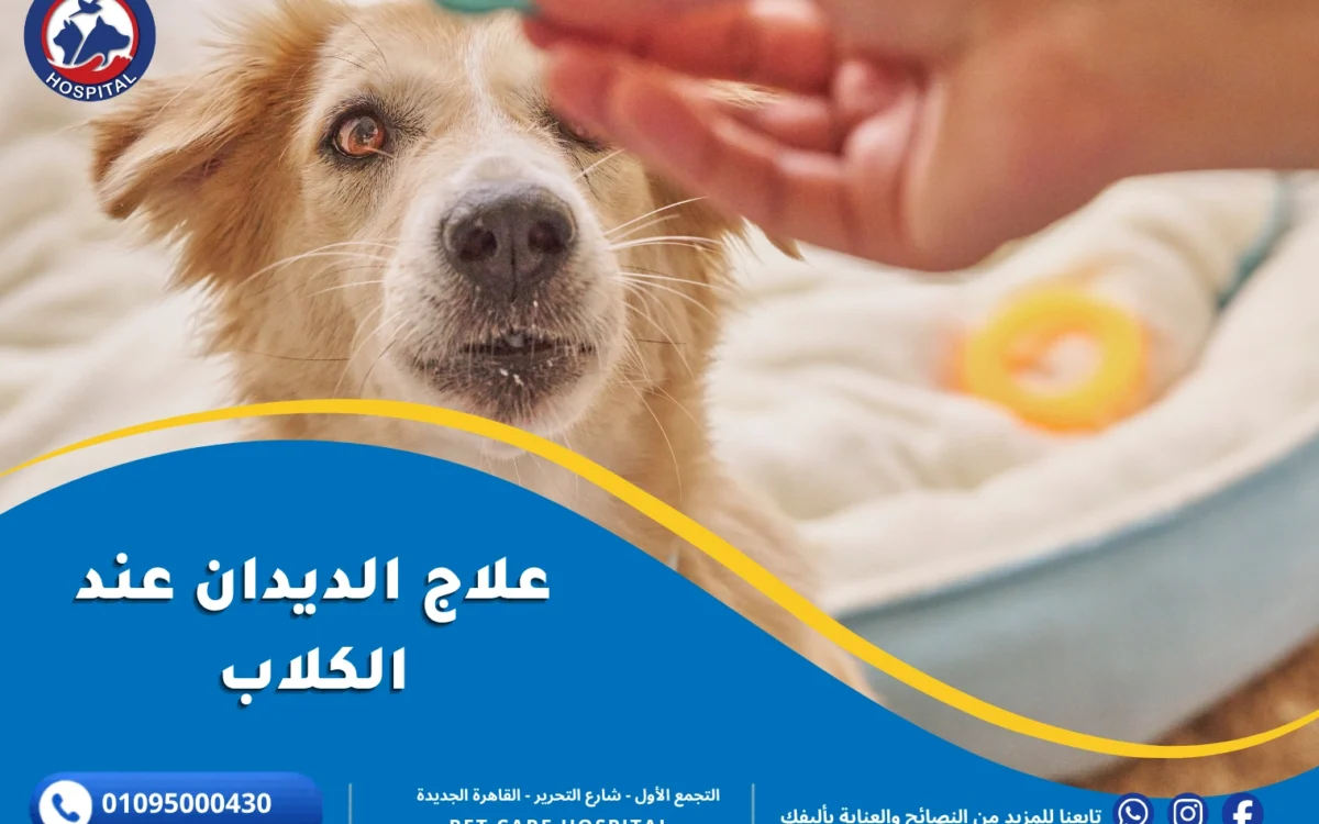 علاج الديدان عند الكلاب