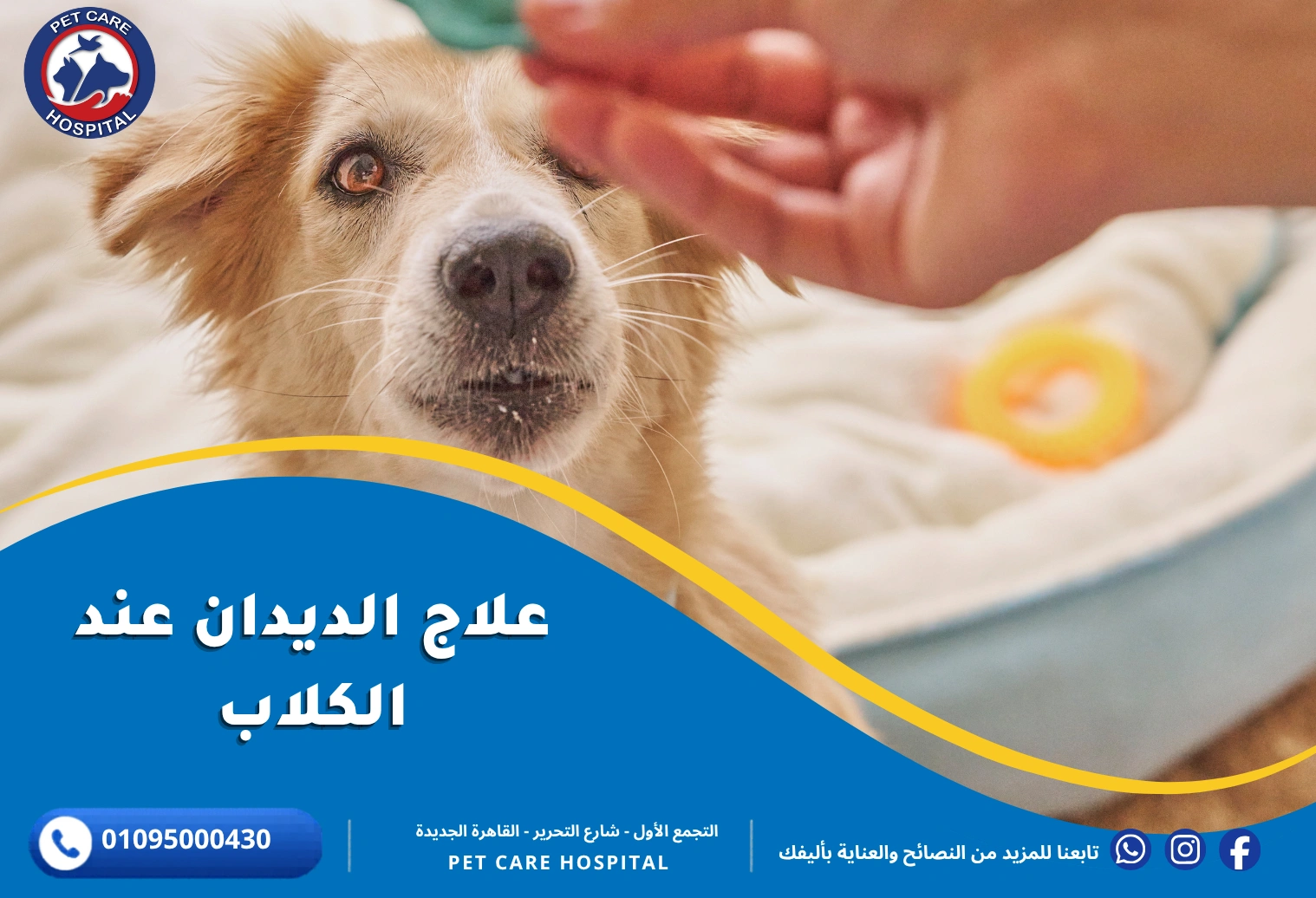 علاج الديدان عند الكلاب