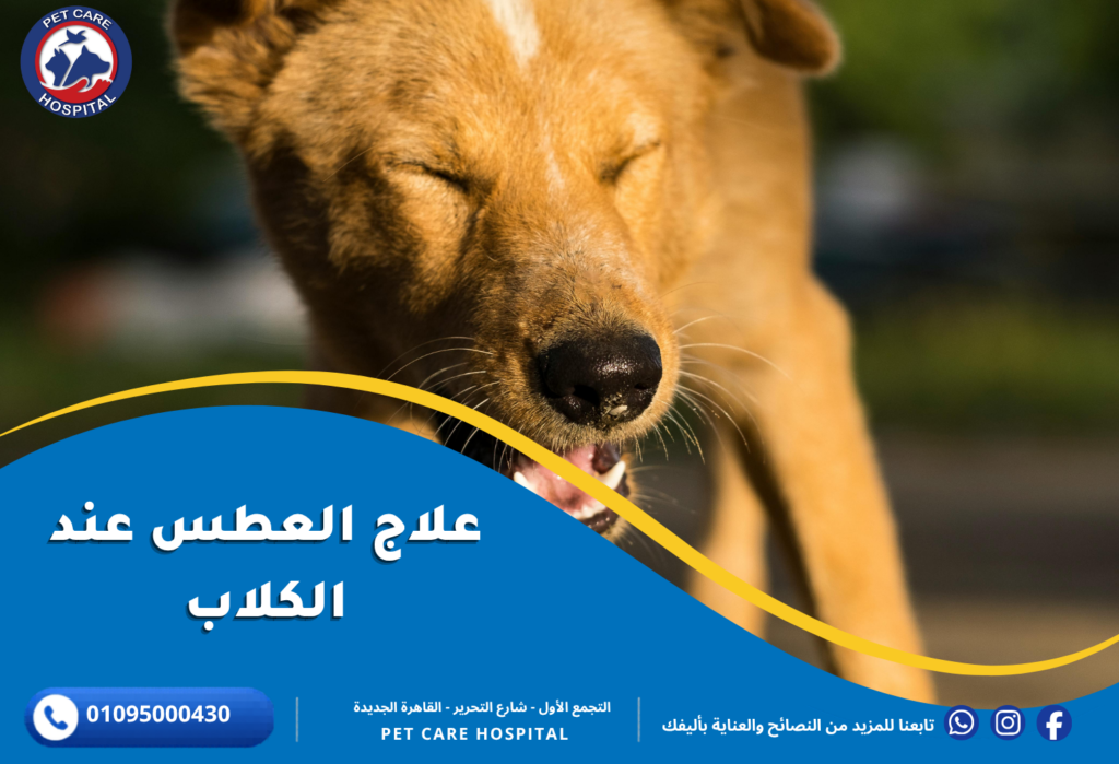 علاج العطس عند الكلاب