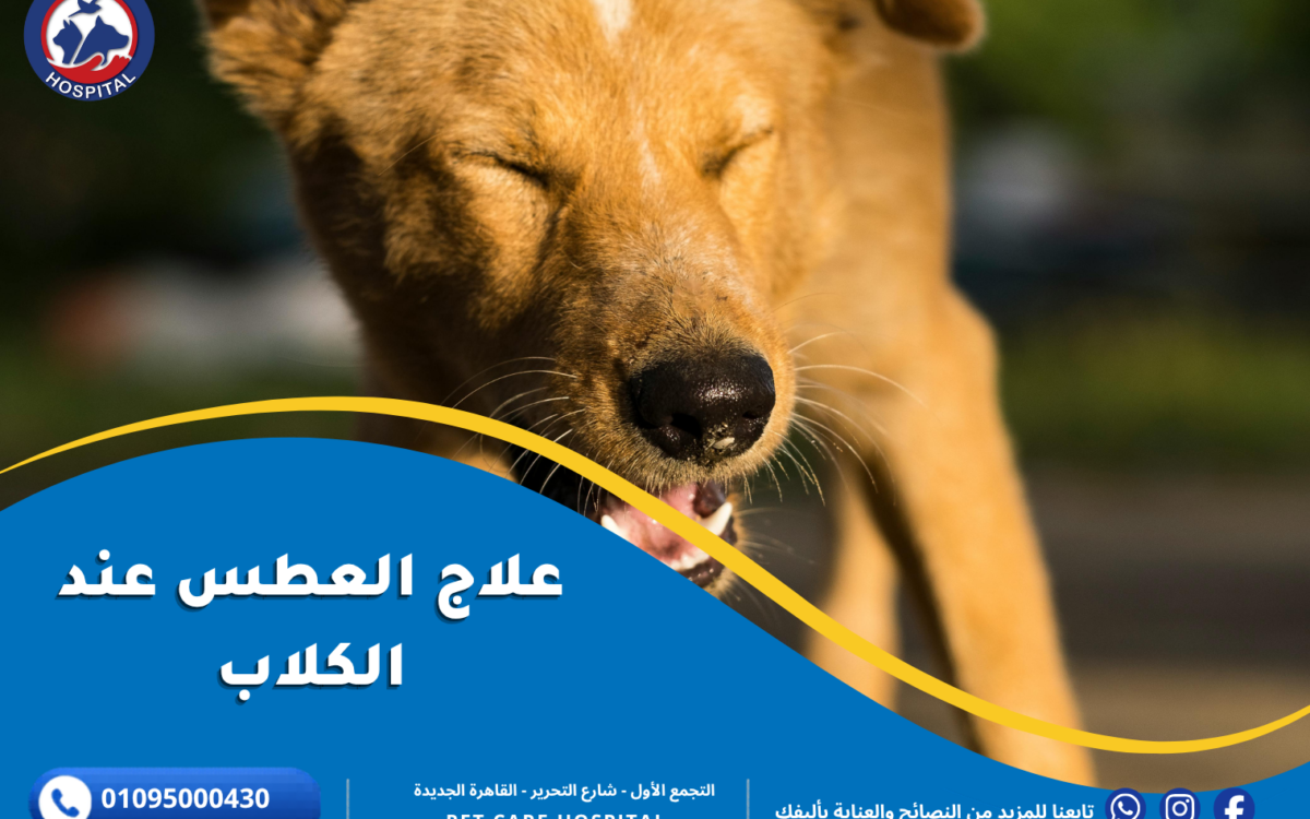 علاج العطس عند الكلاب