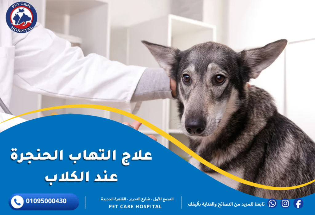 علاج التهاب الحنجرة عند الكلاب