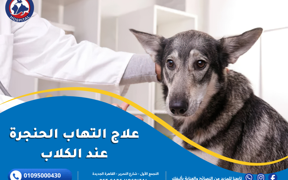 علاج التهاب الحنجرة عند الكلاب