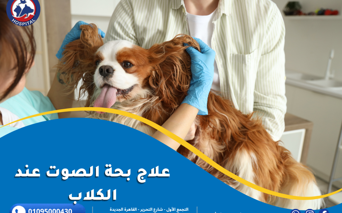 علاج بحة الصوت عند الكلاب
