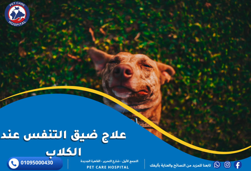 علاج ضيق التنفس عند الكلاب