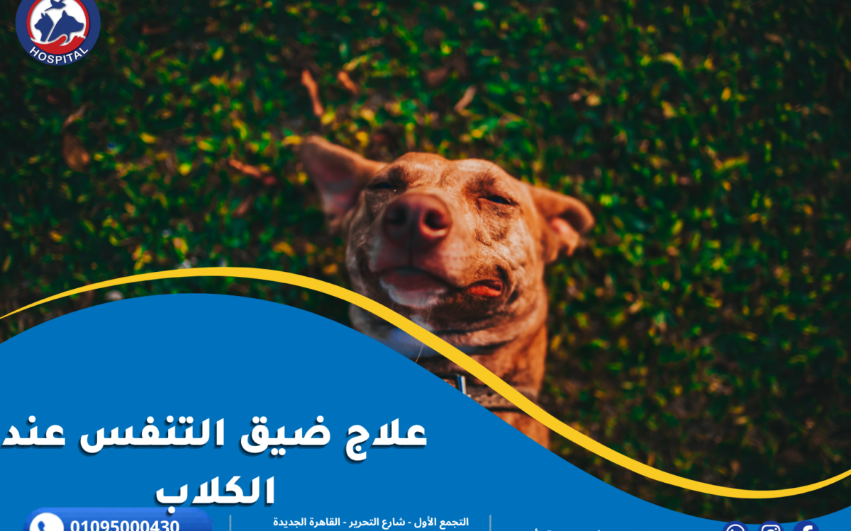 علاج ضيق التنفس عند الكلاب