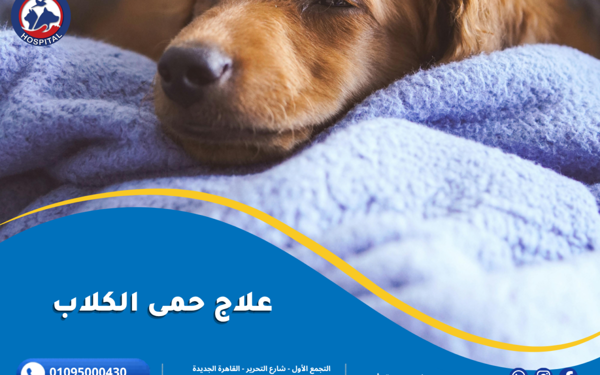 علاج حمى الكلاب