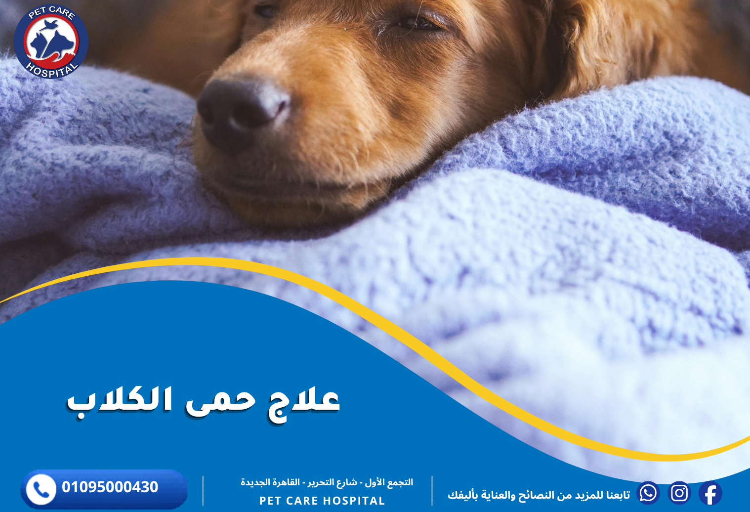 علاج حمى الكلاب