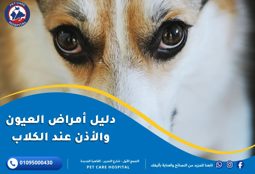 دليل أمراض عيون الكلاب