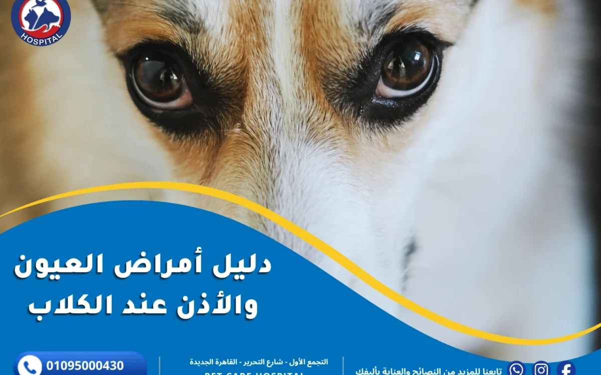 دليل أمراض عيون الكلاب