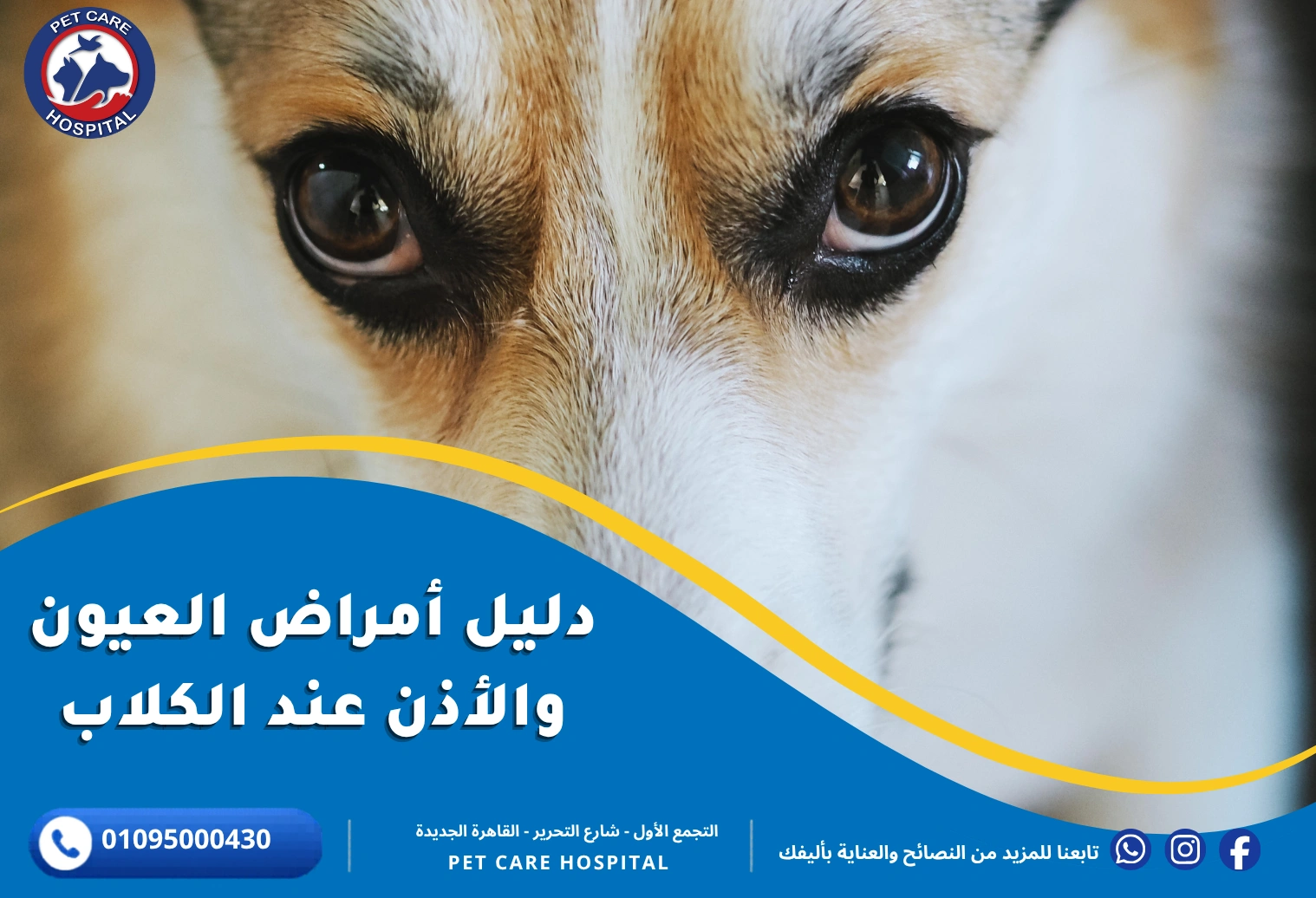 دليل أمراض عيون الكلاب