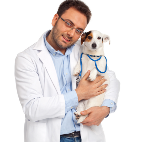 متى يحتاج عطس الكلاب إلى طبيب بيطري
