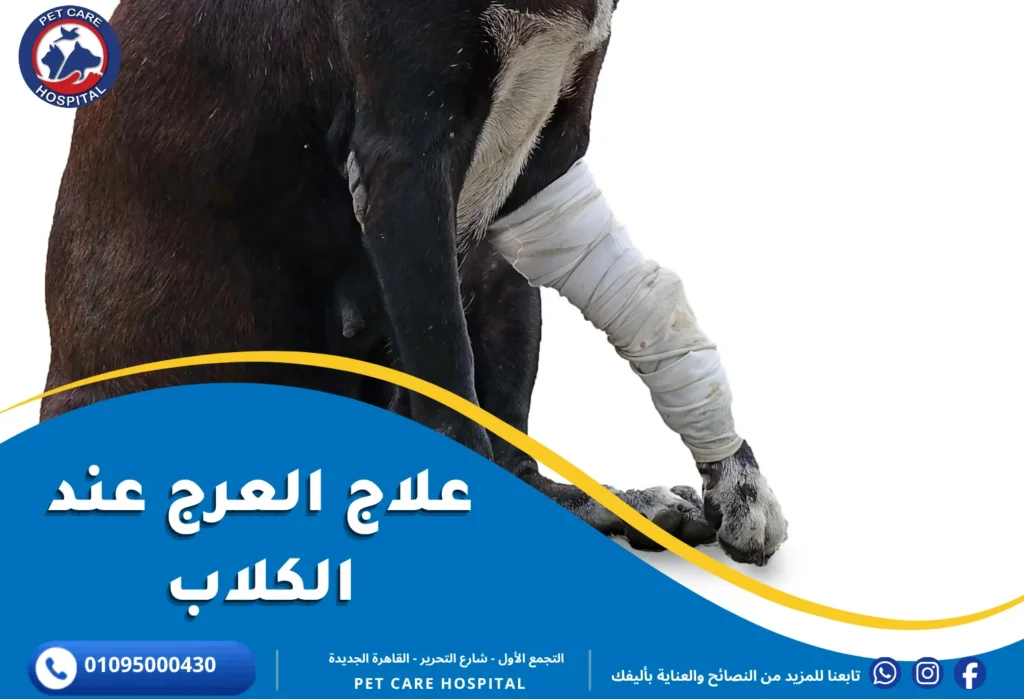 علاج العرج عند الكلاب