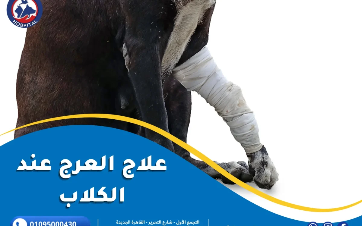 علاج العرج عند الكلاب