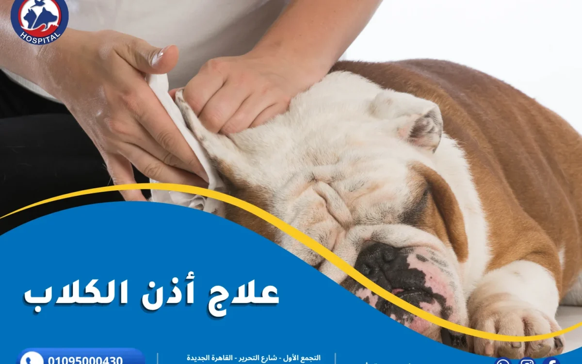 علاج أذن الكلاب