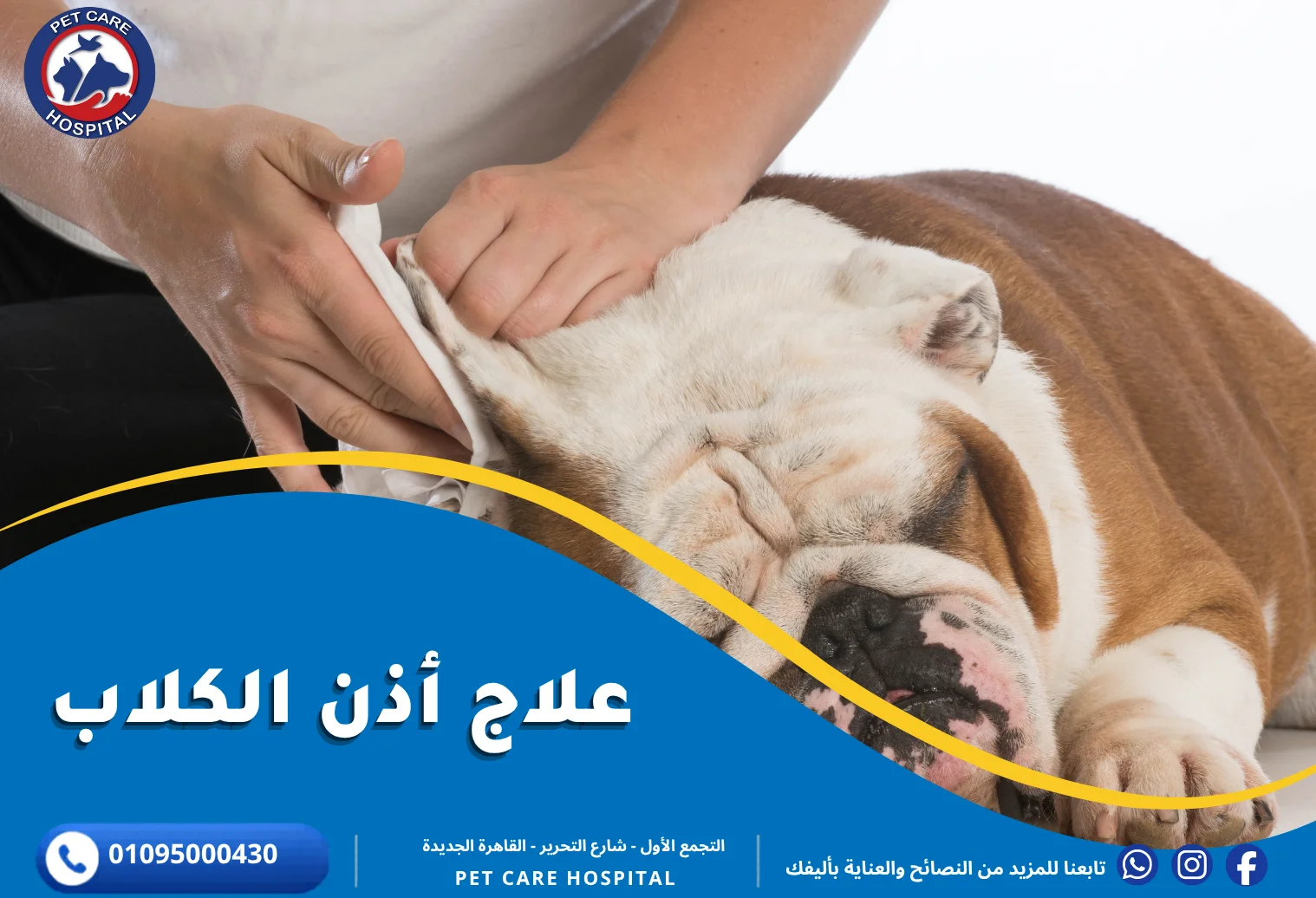 علاج أذن الكلاب
