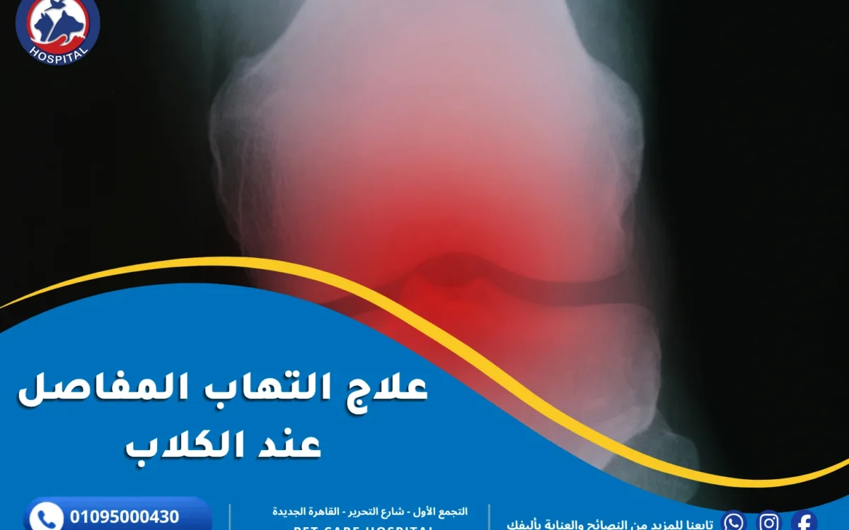 علاج التهاب المفاصل عند الكلاب