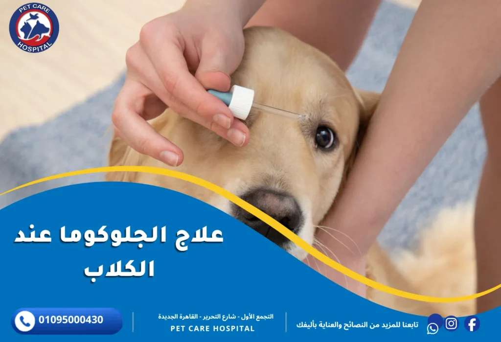علاج الجلوكوما عند الكلاب
