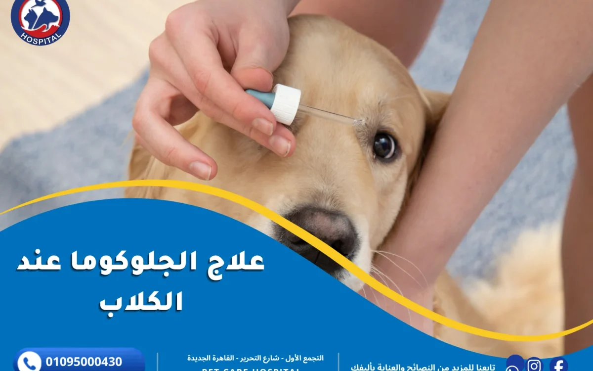 علاج الجلوكوما عند الكلاب